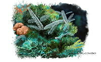 NE018 1080 Macrorhynchia_philippina.jpg