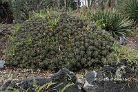 3R 00971 Ferocactus robustus.tif