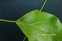 ME010 KV 01074 Bignonia aequinoctialis L., 1753_.JPG