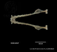 LESS 0187 Leptonycteris nivalis.JPG