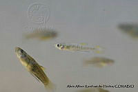 AAKVDH 0670 Poeciliopsis latidens.JPG