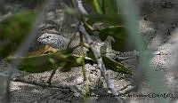 AAKVDH 0424 Callisaurus draconoides.JPG