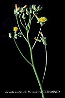 JDA D 00612 Youngia japonica.jpg