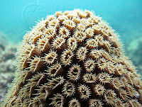 HPE129 Montastraea cavernosa.jpg