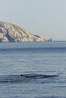 CNS0834 Physeter macrocephalus.jpg