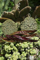 ARS00243 Leucaena esculenta.jpg