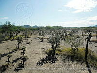 LI005 0190 Suelo desnudo, Cylindropuntia fulgida.jpg