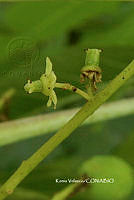 ME010 KV 01527 Cyrtocarpa kruseana R.M. Fonseca, 2005_.JPG