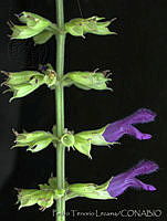 PTL1657 Salvia mexicana.jpg