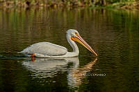 SM0633 Pelecanus erythrorhynchos.jpg