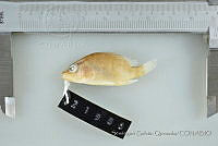 SGQ1380 Lutjanus apodus.jpg