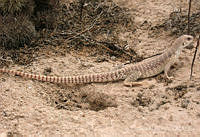 LCM0043 Dipsosaurus dorsalis.jpg