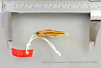 RQTG1174 Notropis tropicus.jpg