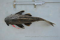 RQTG1459 Pterygoplichthys disjunctivus.jpg