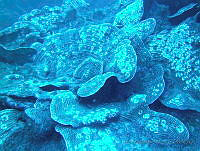 JAJ0069 Agaricia lamarcki.jpg