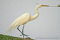 LFLR0017 Ardea alba.jpg