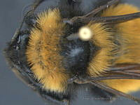 JAMR049 Bombus fervidus.jpg