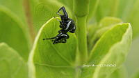 SM0004 Paraphidippus aurantius.jpg