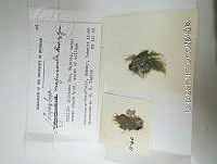 KT016 0091 Lyngbya majuscula.jpg