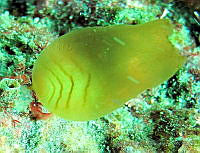 RRR276 Laminaria farlowii.jpg
