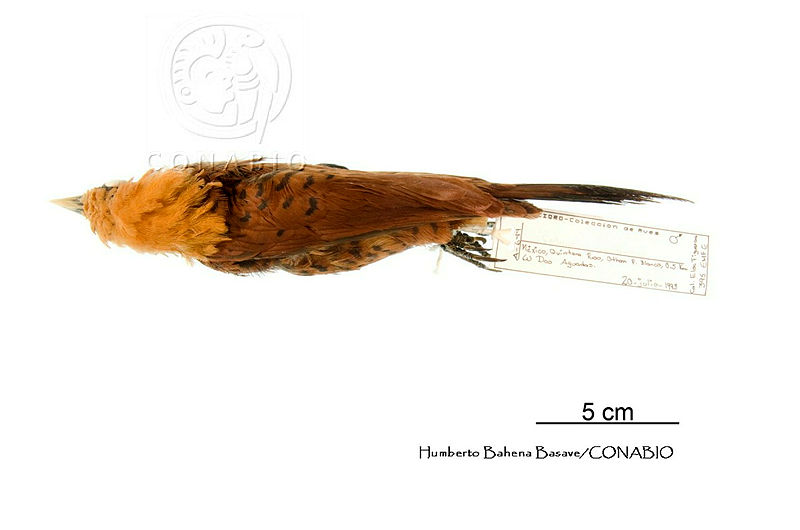 ME006%20Aves%200350%20Celeus%20castaneus.jpg.rSf0mof0MXkn68VhQA3g0JtbmFja29CbnFuZ3NAbXJ6LGtwZwA.Slf0opnHhX