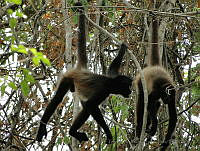 TDJOM005 Ateles geoffroyi.jpg