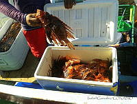AIGM0001 Pterois volitans.jpg