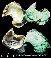 KT014 0525 Isognomon bicolor.JPG