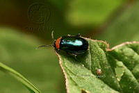 SM0605 Disonycha politula.jpg