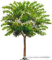 RAA0122 Ulmus parvifolia.jpg