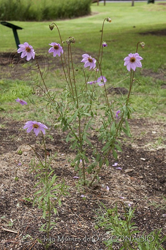 IMDOC0227%20Dahlia%20brevis.jpg.nyf 5IX0MV3l2XFhQA3g0JtbmFja29CbnFuZ3NAbXJ6LGtwZwA.nqbfCgjk1H