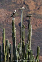 MASM05617 Pelecanus occidentalis.jpg