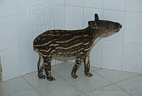 MASM04962 Tapirella bairdii.jpg