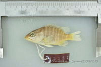 SGQ0141 Lutjanus apodus.jpg