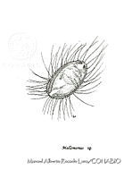 MARL0429 Mallomonas sp.jpg