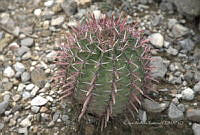 CAR 0050 Ferocactus.jpg