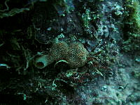 JAJ0489 Geodia neptuni.jpg