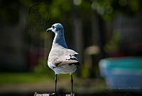 FBA0644 Leucophaeus atricilla.jpg