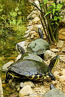 MDL0392 Trachemys sp..jpg