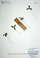 DZAJ015 Oxalis decaphylla.JPG