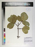 JAdNV0375 Quercus coccolobifolia.JPG