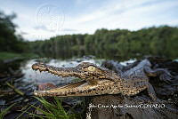 MN6F0314 Crocodylus acutus.jpg