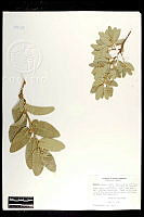 101765 Quercus grisea.jpg