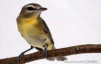 MGaves 2818 Vireo philadelphicus.jpg
