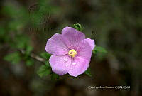 CAR 0051 Anoda cristata.jpg