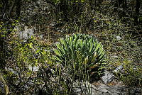 FBA0438 Agave victoriae-reginae.jpg