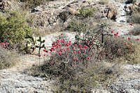 ORGR0225 Kalanchoe delagoensis.JPG