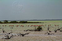 FBA0918 Phoenicopterus ruber.jpg