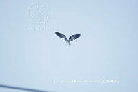 LEMH050 Elanus leucurus.JPG