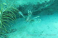 BDPyJCPP047 Pterois volitans.jpg